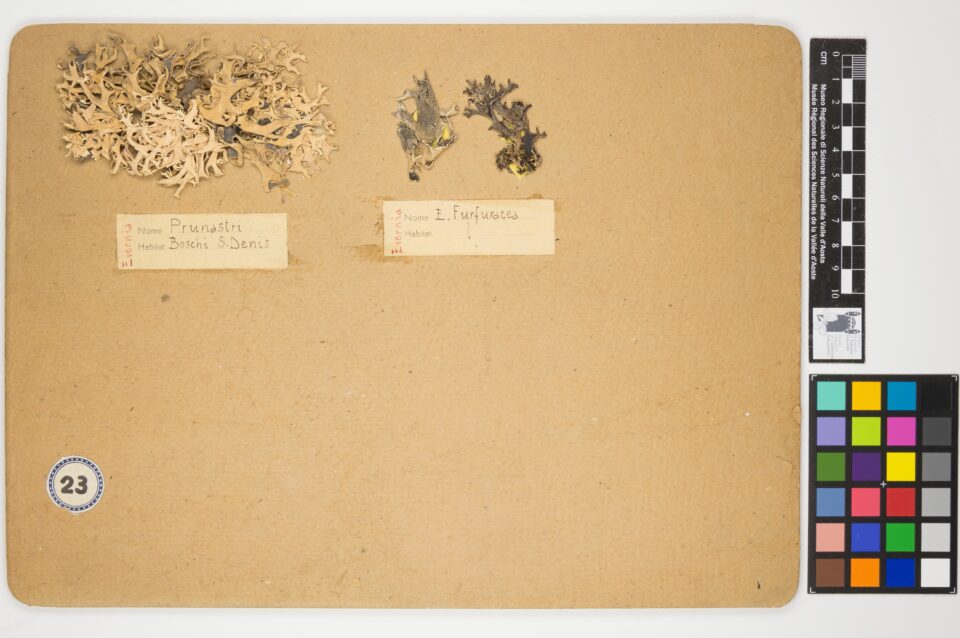 Fotografia del reperto