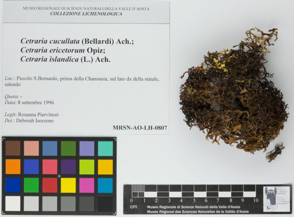 Fotografia del reperto