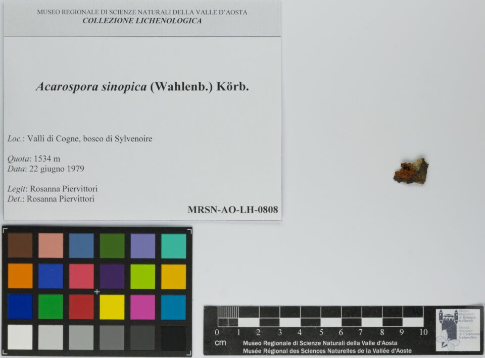 Fotografia del reperto