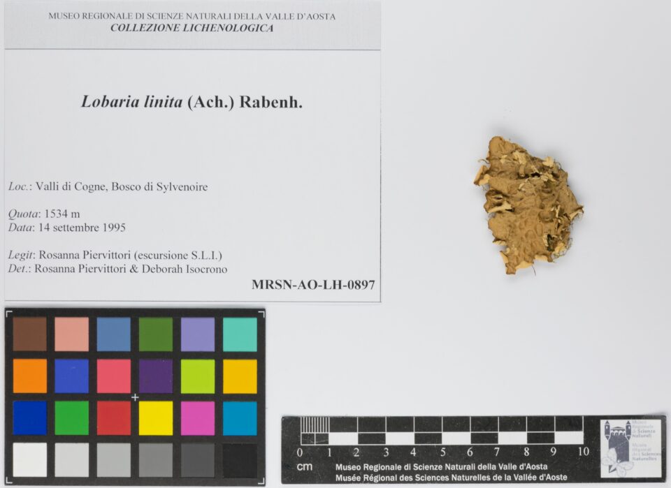 Fotografia del reperto