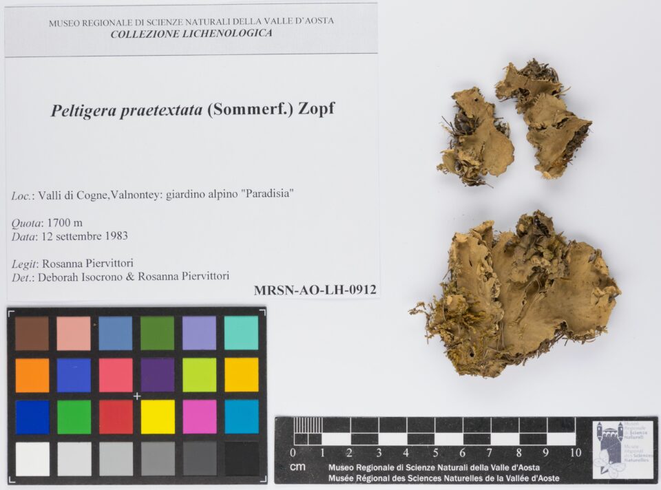 Fotografia del reperto