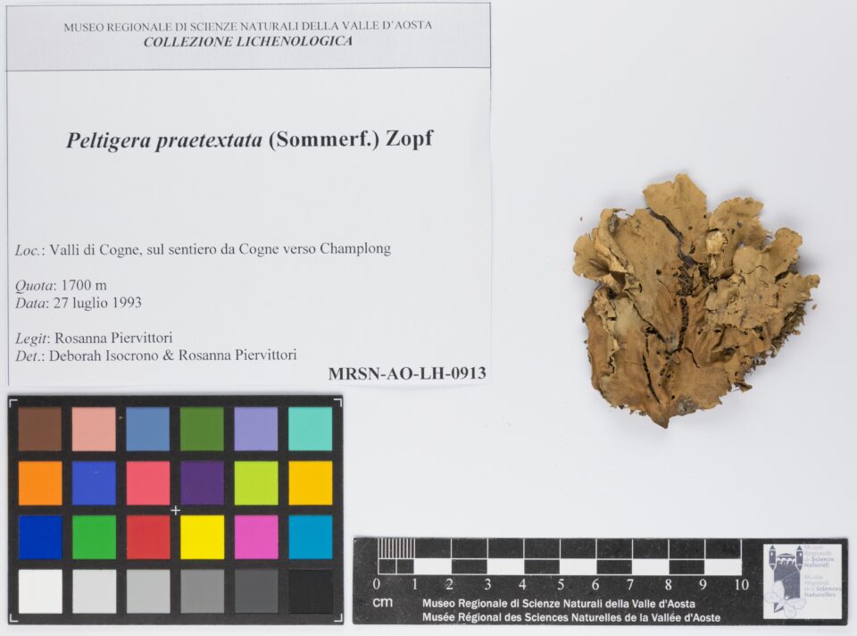 Fotografia del reperto