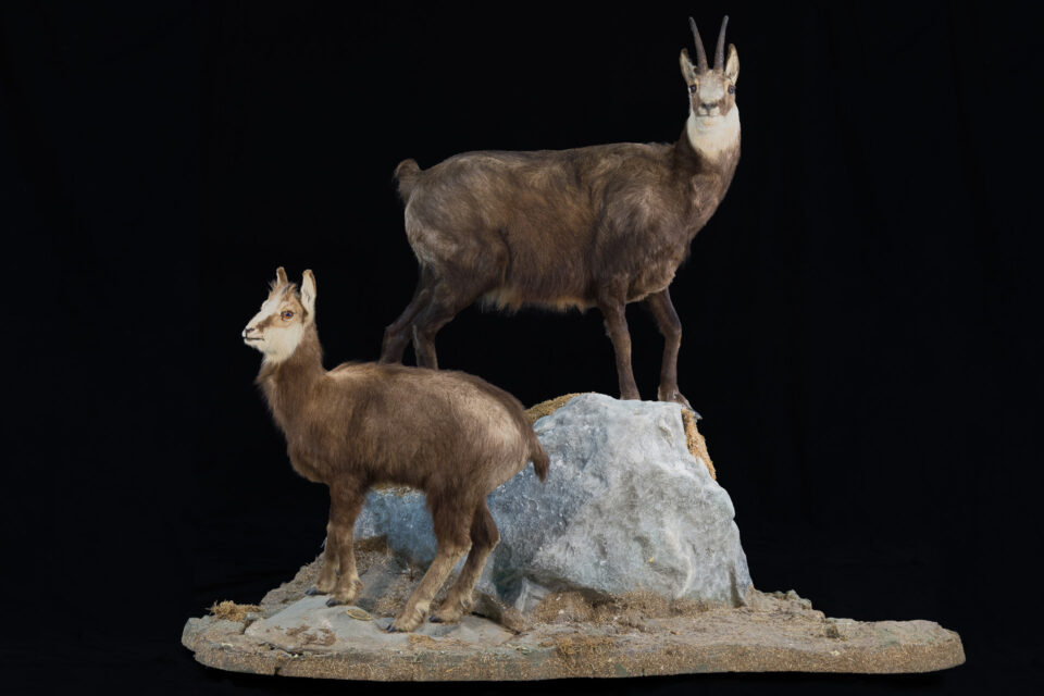 Fotografia del reperto