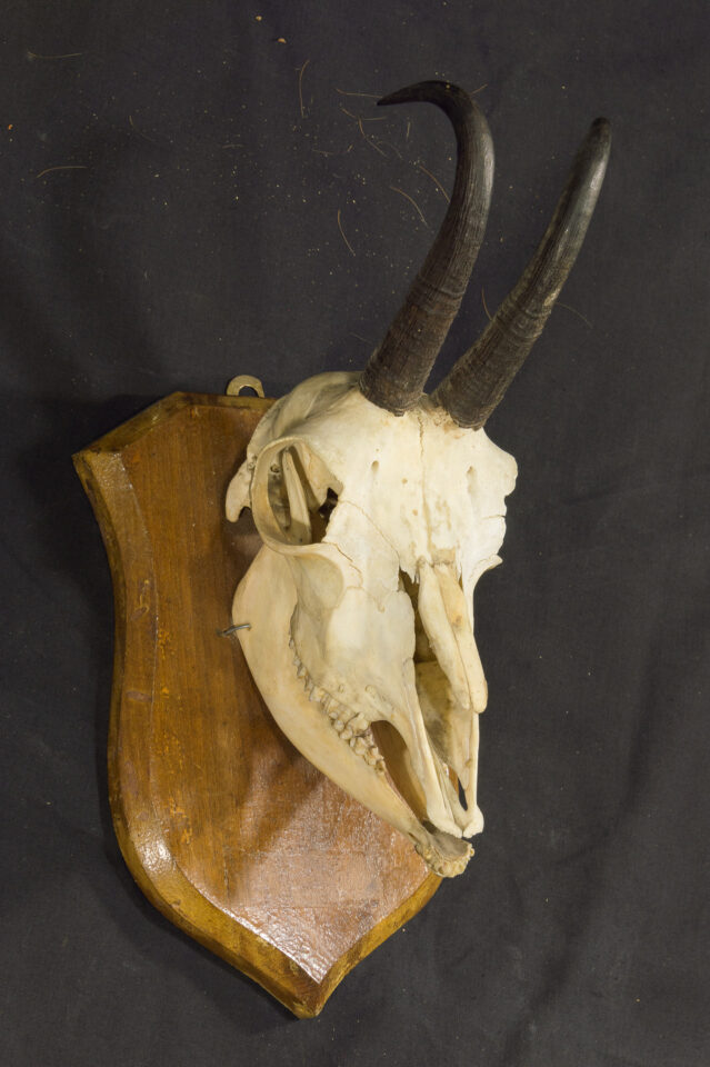 Fotografia del reperto