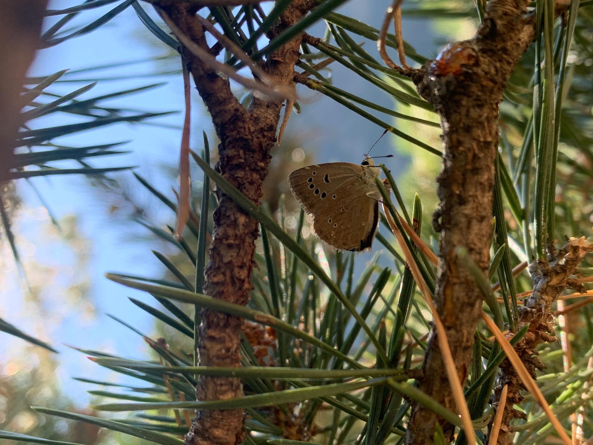 Immagine copertina Immagine di farfalla (Polyommatus humedasae)