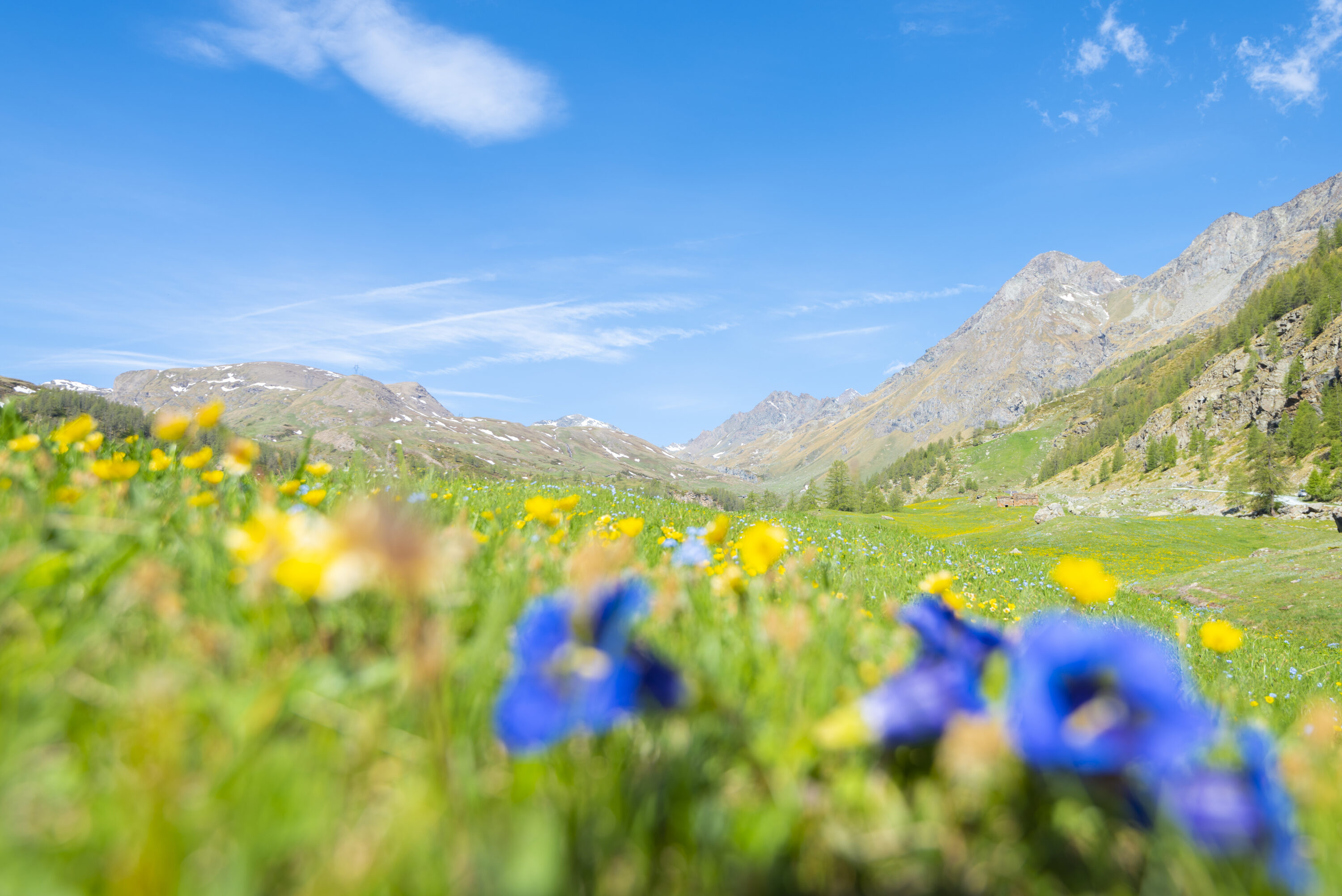The high-altitude meadow