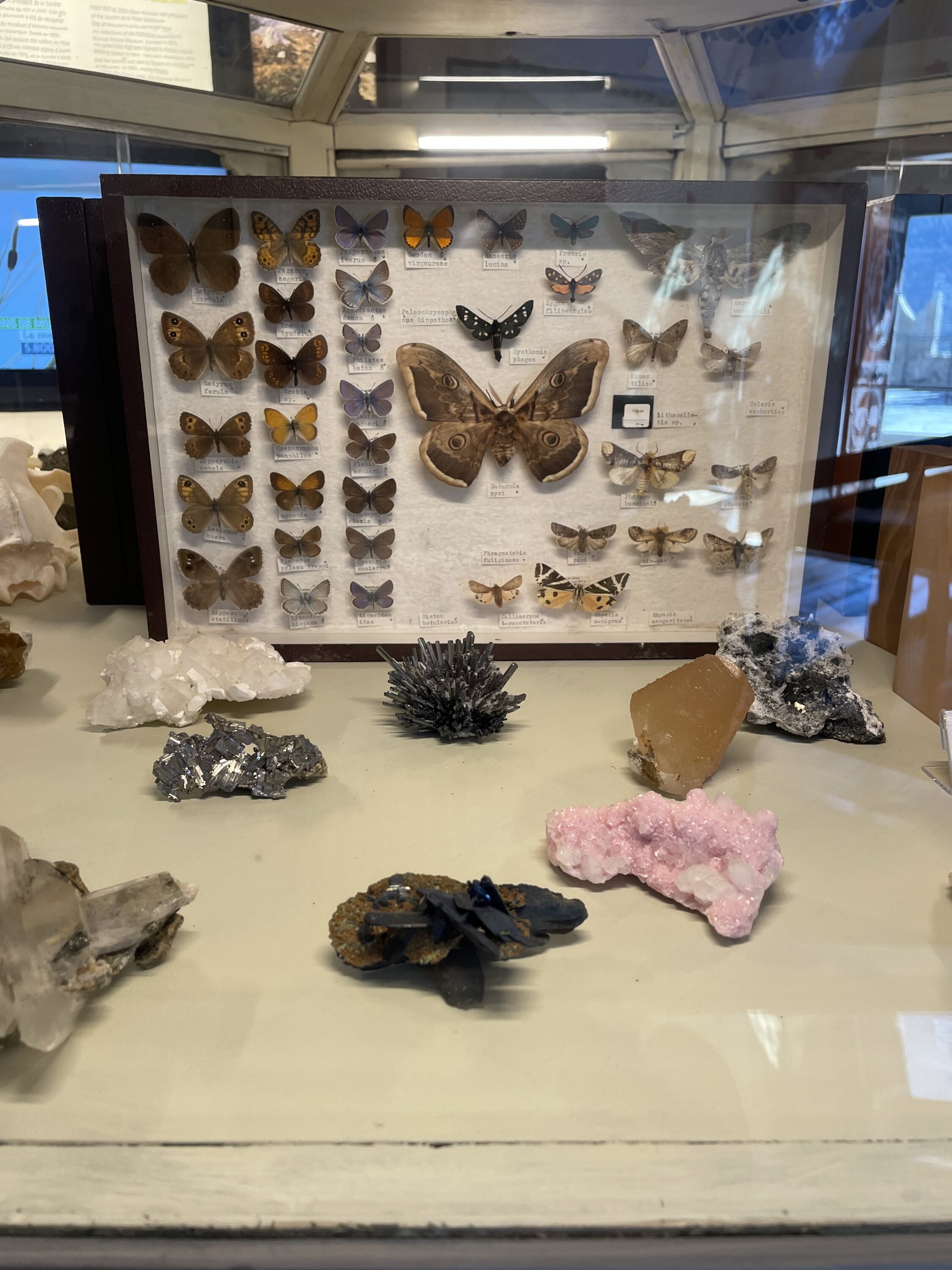 Le collezioni entomologiche del Museo di Saint-Pierre