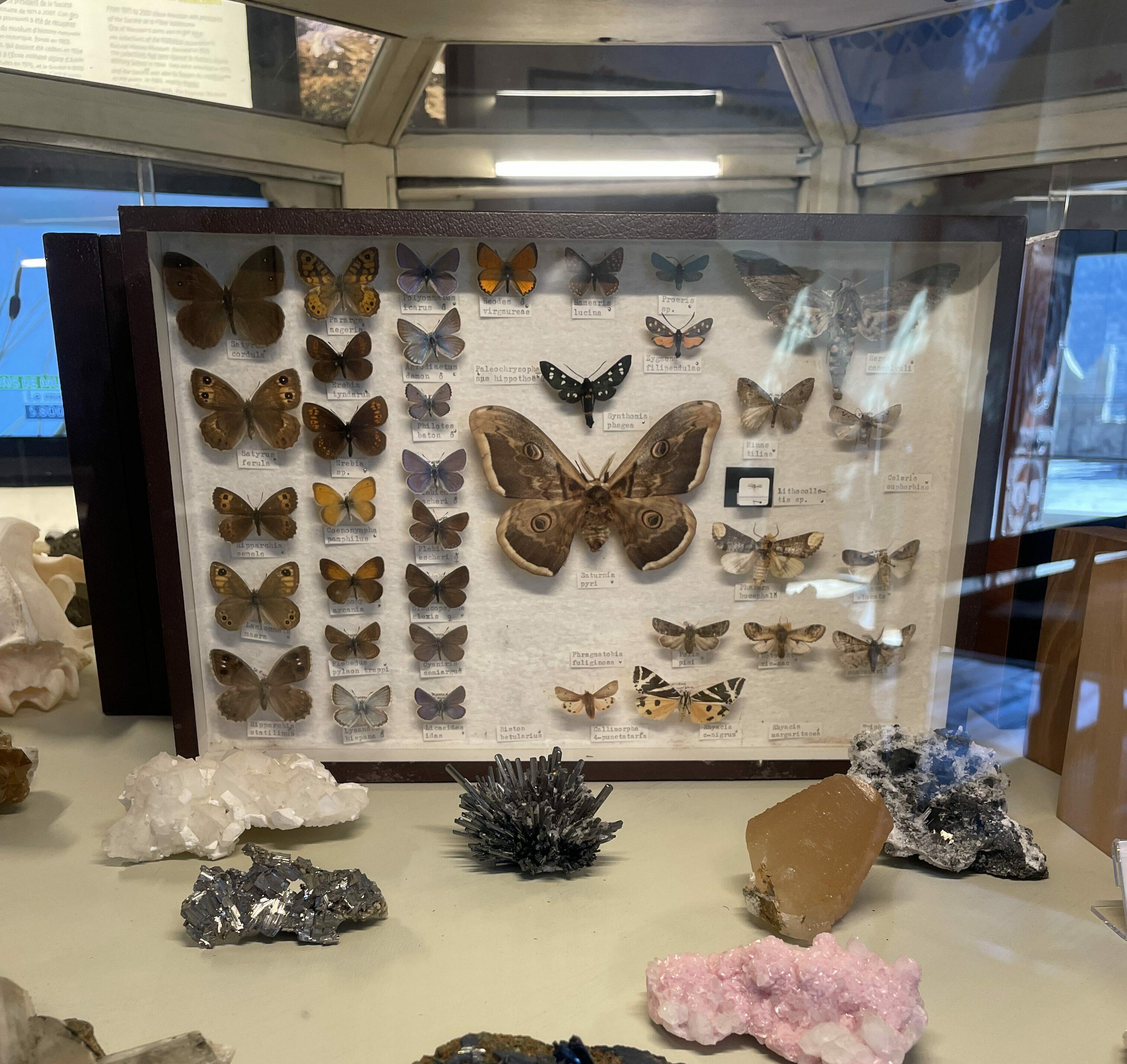 Immagine copertina collezioni farfalle del museo